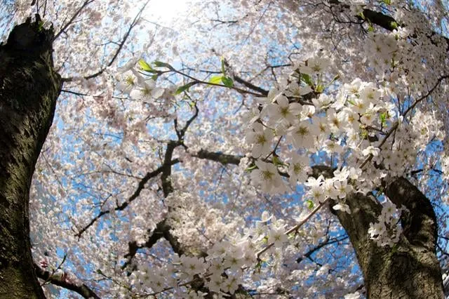 Custom yard maintenance for outdoor upgrades across Speonk, NY - Sterling Tree & Lawn Service