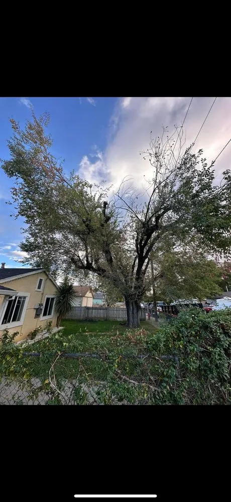 Custom yard maintenance near you in Redding, CA by Sterling’s Tree Service