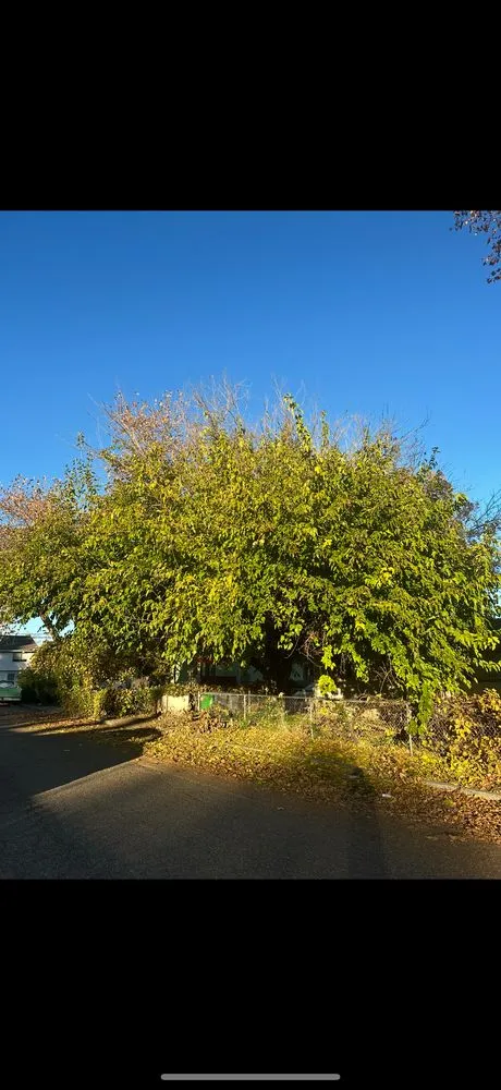 Trusted landscape installation in Redding, CA by Sterling’s Tree Service