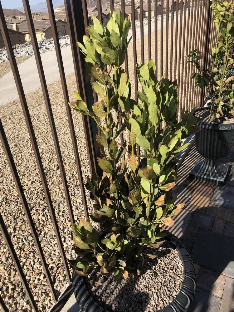 Reliable landscape installation experts serving Las Vegas, NV - Steve Allen Landscaping