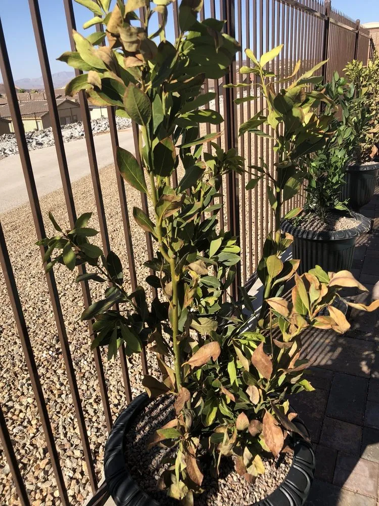 Local garden landscaping for residential properties in Las Vegas, NV by Steve Allen Landscaping