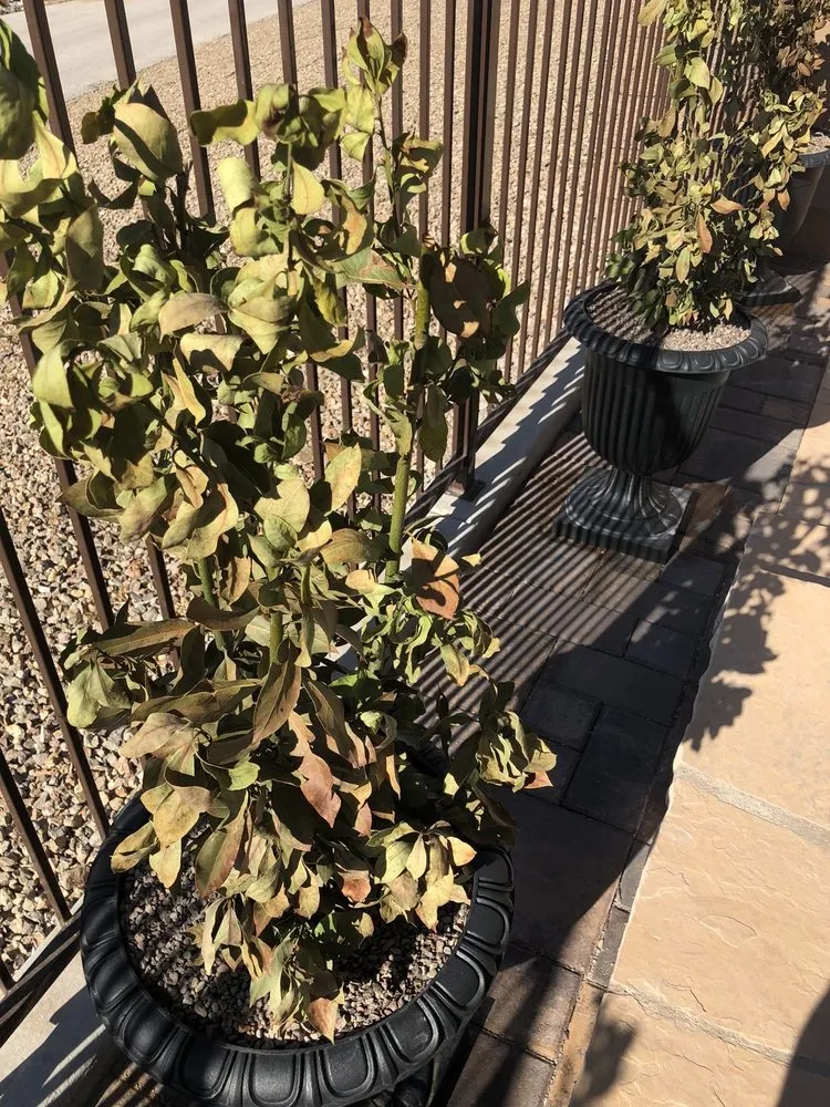 Reliable lawn mowing service in Las Vegas, NV by Steve Allen Landscaping