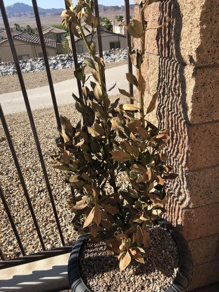 Top-rated outdoor landscaping near you in Las Vegas, NV by Steve Allen Landscaping