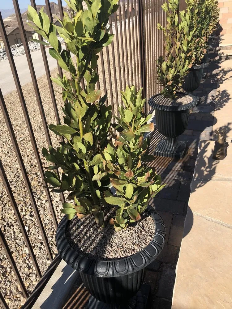 Custom lawn mowing service in Las Vegas, NV - Steve Allen Landscaping