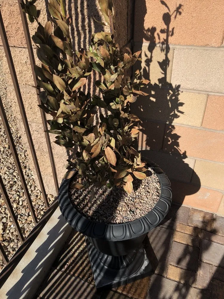 Professional residential landscaping experts serving Las Vegas, NV - Steve Allen Landscaping