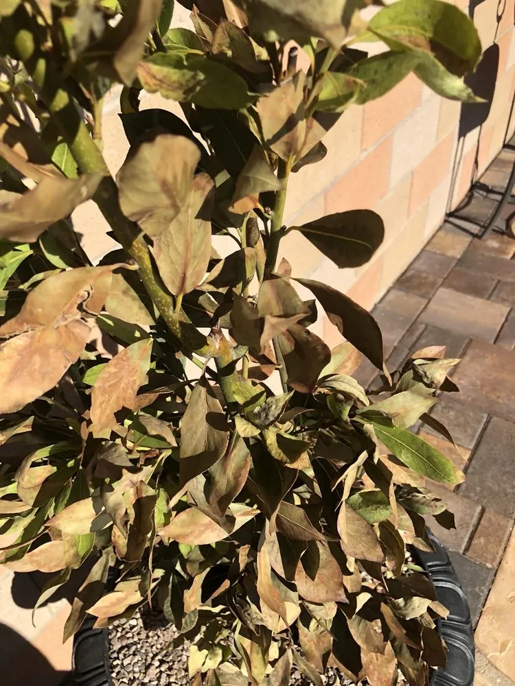 Expert outdoor landscaping experts serving Las Vegas, NV - Steve Allen Landscaping