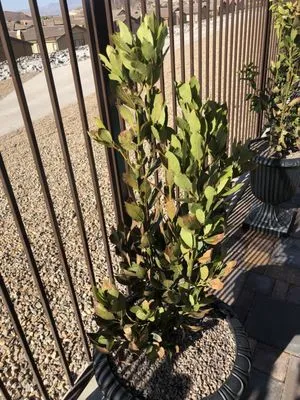 Steve Allen Landscaping Logo