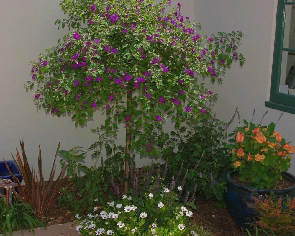 Top-rated lawn mowing service experts serving San Diego, CA - Steve Harbour Landscapes