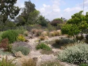 Reliable yard maintenance experts serving San Diego, CA - Steve Harbour Landscapes