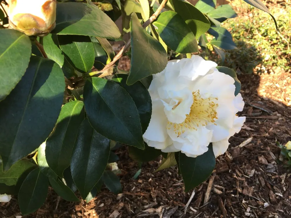 Local lawn care service experts serving Clarkston, GA - Steve Miller Gardens