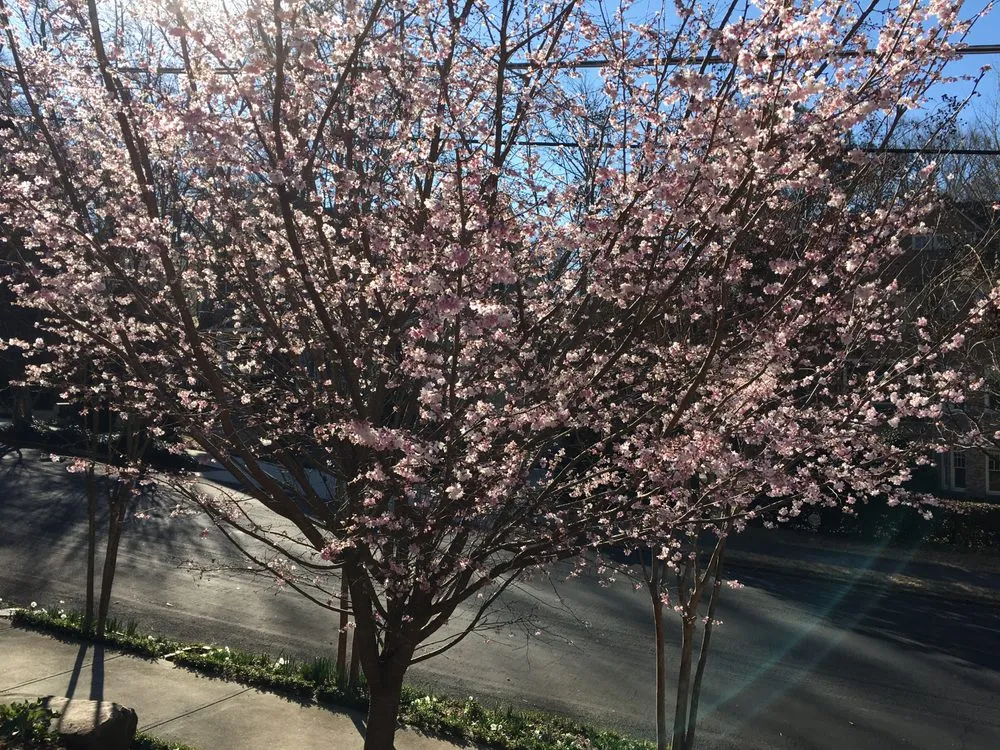 Top-rated landscaping services experts serving Clarkston, GA - Steve Miller Gardens