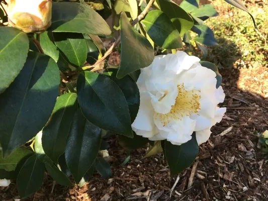 Steve Miller Gardens Logo