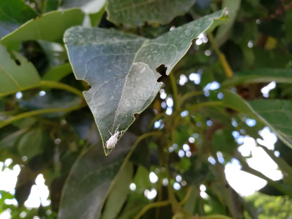 Custom landscaping services with custom design across Lake Worth, FL - Steveco Landscaping