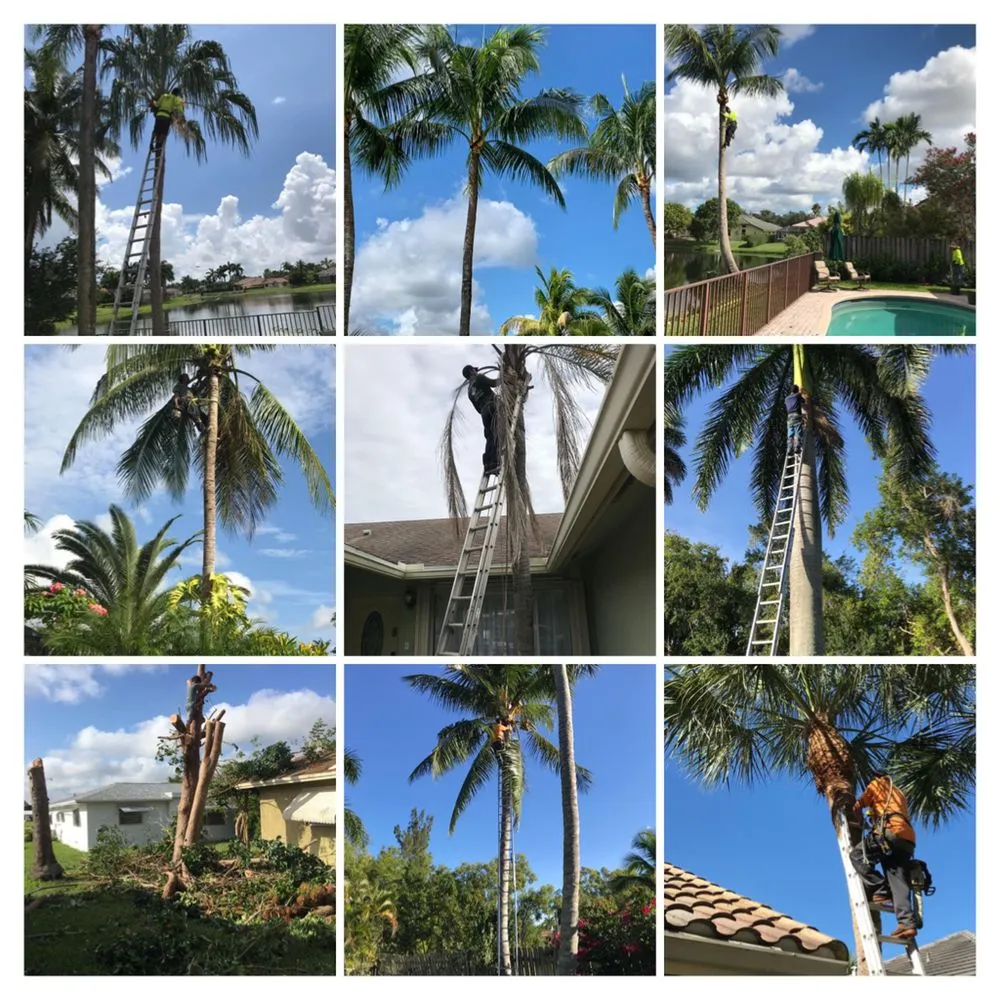 Local landscape installation with custom design across Fort Lauderdale, FL - Steven Landscaping