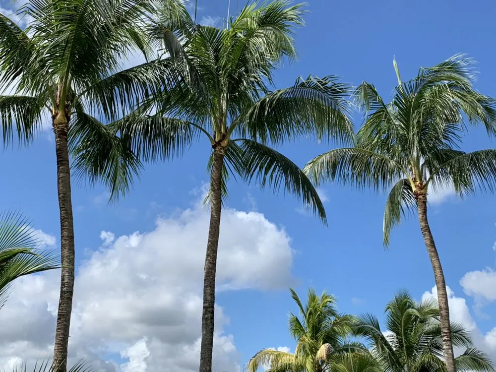 Trusted lawn mowing service in Fort Lauderdale, FL - Steven Landscaping