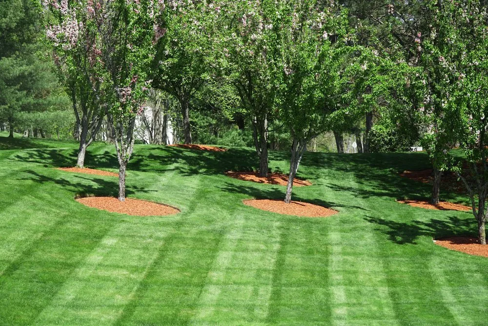 Local residential landscaping for beautiful yards in Minneapolis, MN by Steven Lawn care