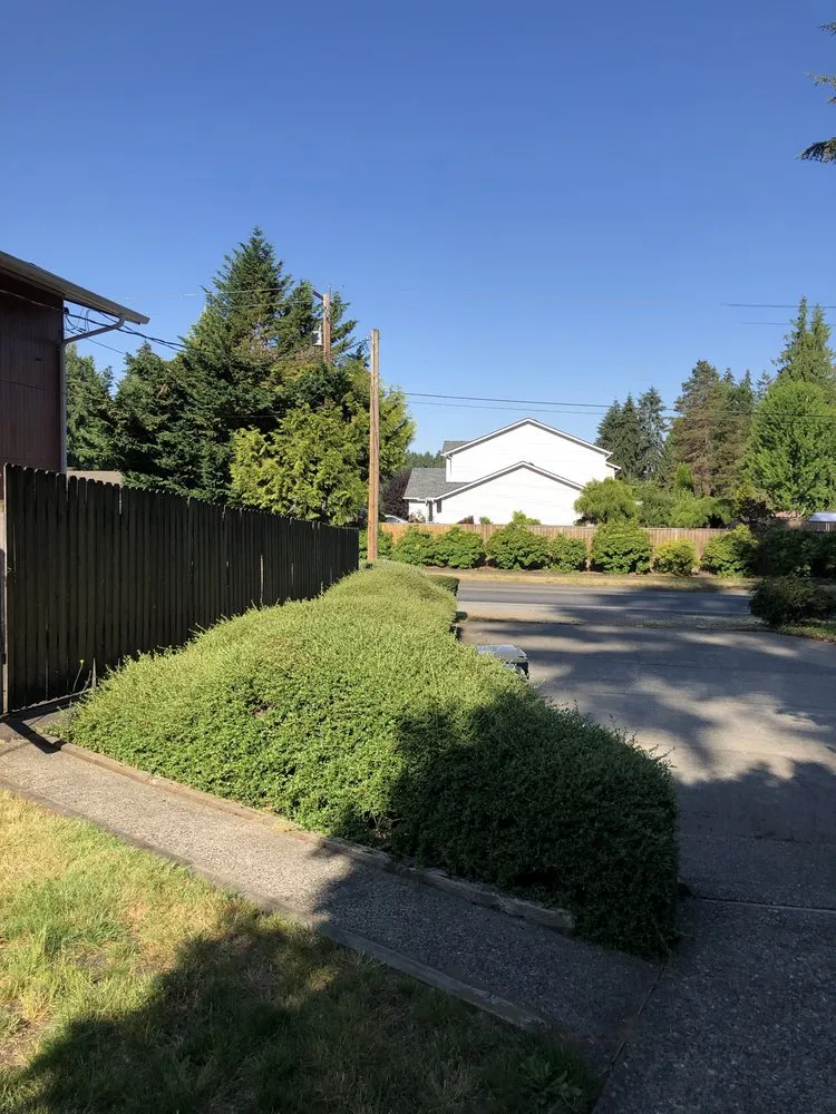 Reliable yard cleanup service with custom design across Olympia, WA - Steven Lawn Service
