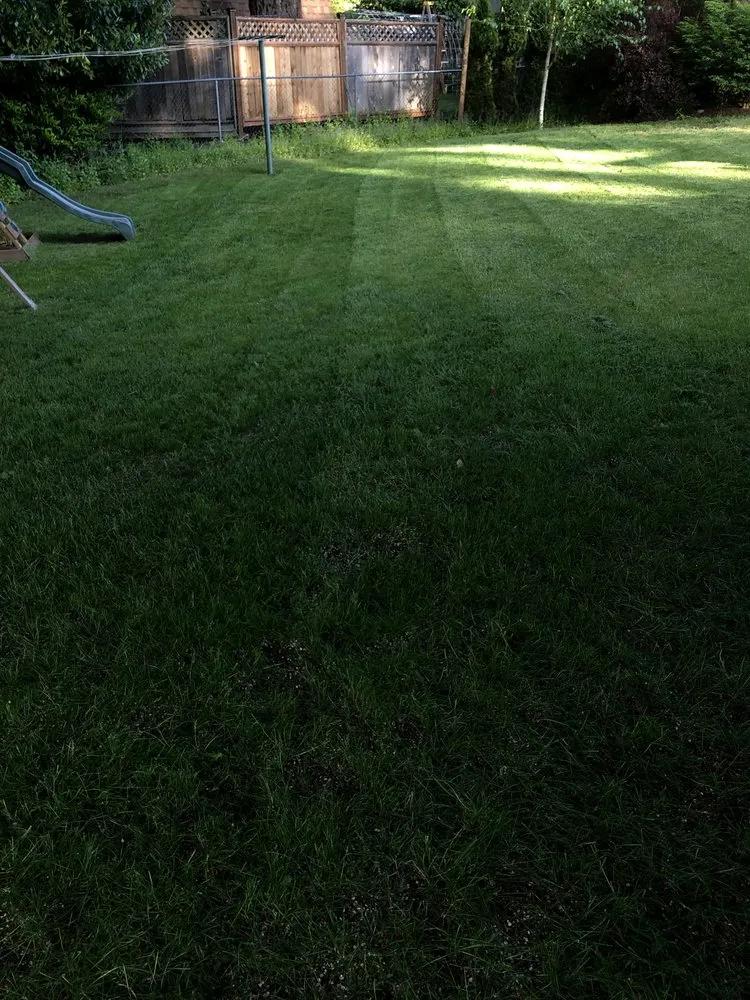 Reliable yard cleanup service in Olympia, WA - Steven Lawn Service
