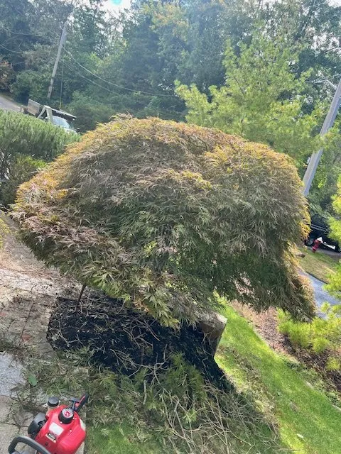 Expert yard cleanup service in Lynn, MA by Stevens Landscaping and Tree Service