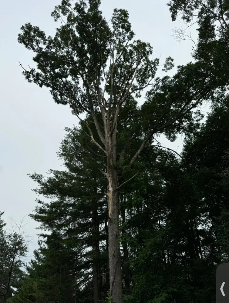 Professional landscaping services in Lynn, MA by Stevens Landscaping and Tree Service