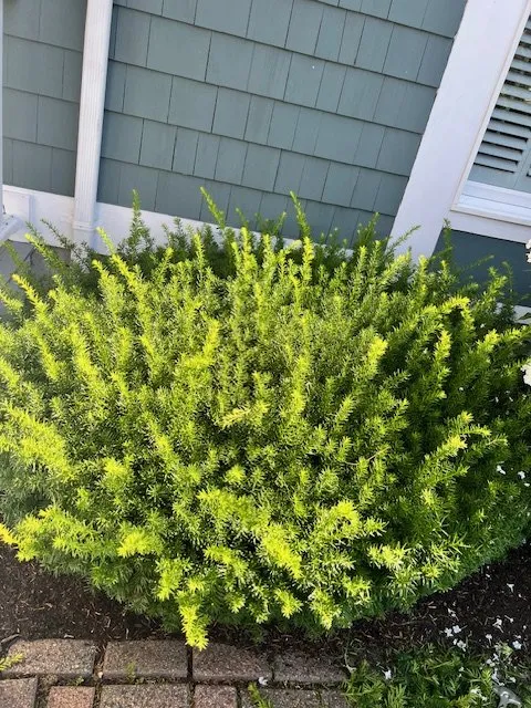 Custom yard maintenance experts serving Lynn, MA - Stevens Landscaping and Tree Service