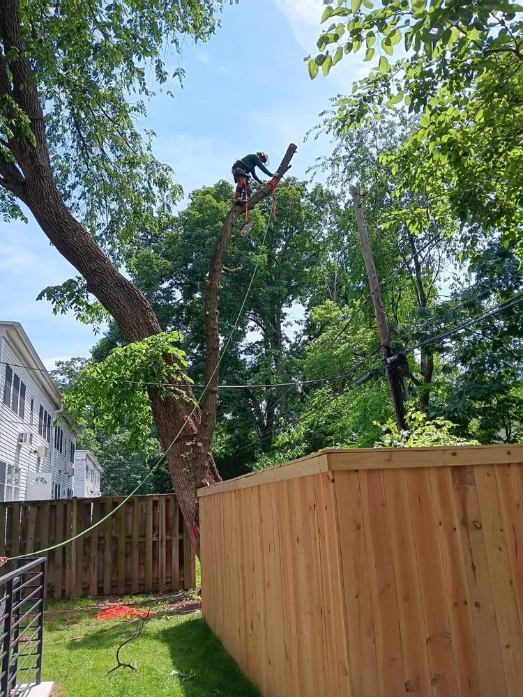 Trusted yard maintenance near you across Arlington, VA - Steven's Landscaping Pro Service