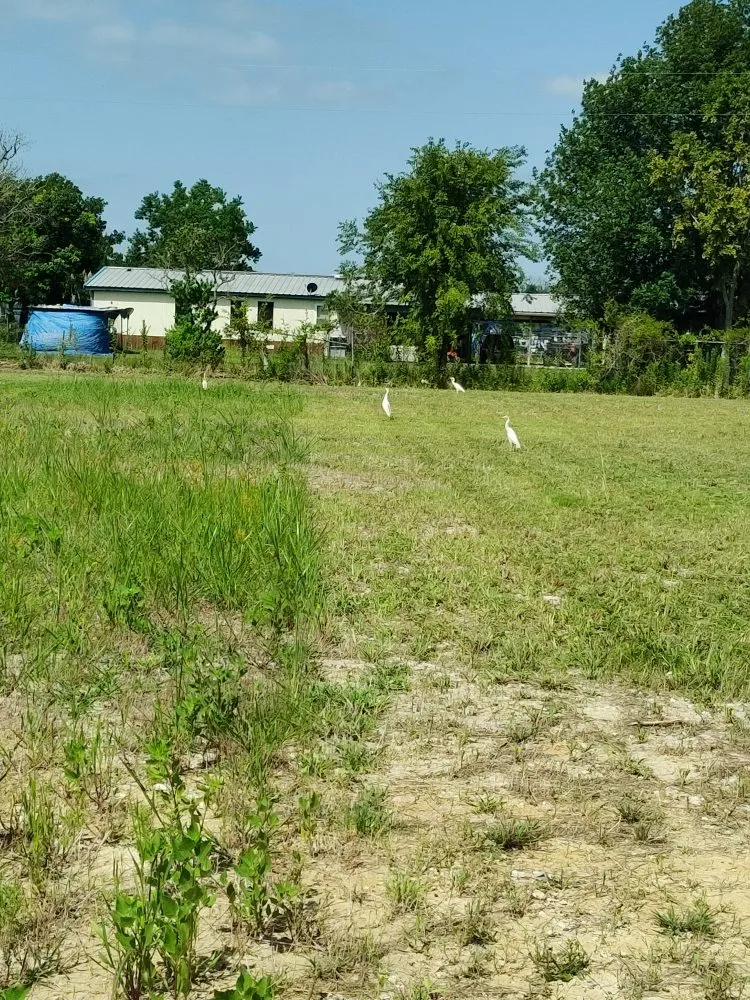 Expert landscape design for homes across Daisetta, TX - Stevens Lawn Service