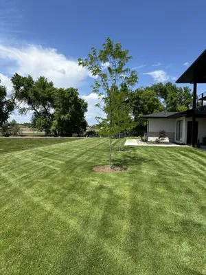 Stevens Mows Best Yard Care Logo