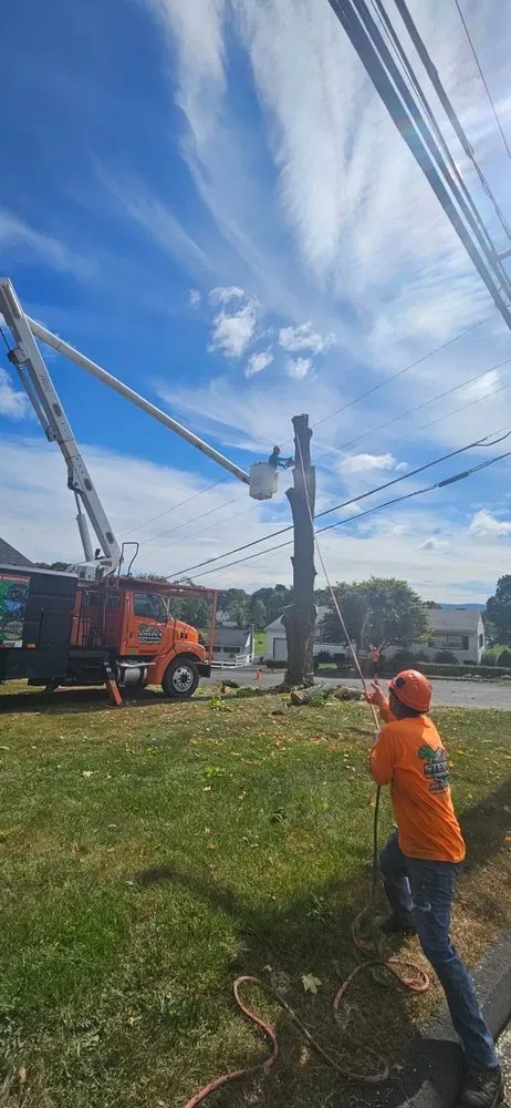 Local yard cleanup service for year-round maintenance in Danbury, CT by Steven’s Tree Service & Landscaping