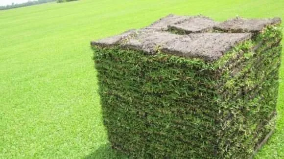 Affordable lawn care service experts serving Ocala, FL - Stevenson Landscape