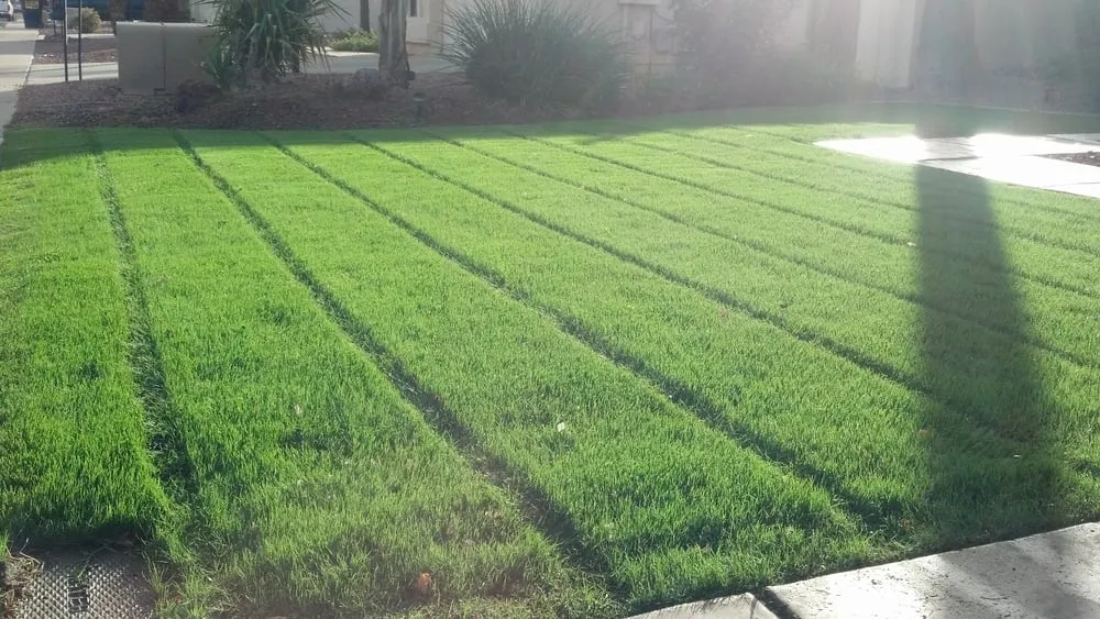 Top-rated garden landscaping in Phoenix, AZ by Steve's Complete Lawn Service