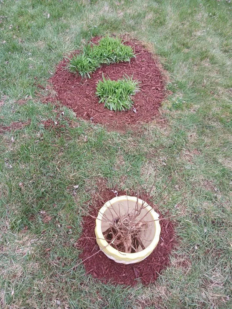 Reliable yard cleanup service in Woodlawn, MD by Steve's Landscaping