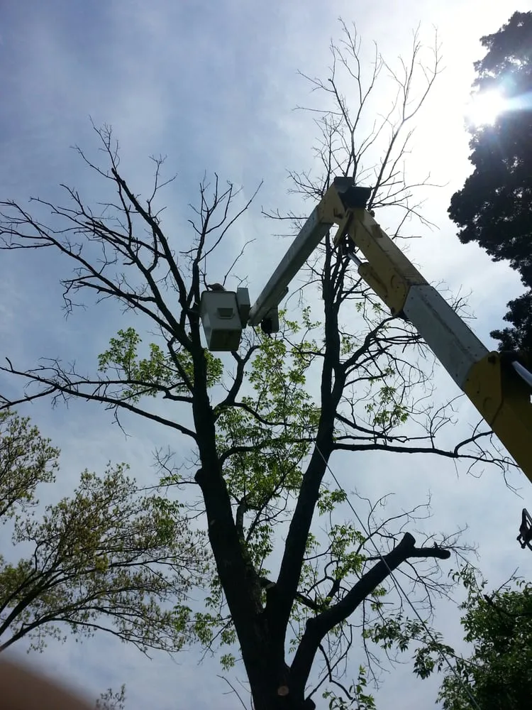 Affordable lawn care service for year-round maintenance across Taylorsville, KY - Steves Lawn and Tree Service