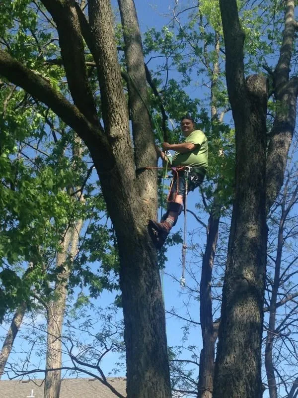 Trusted yard maintenance in Taylorsville, KY - Steves Lawn and Tree Service