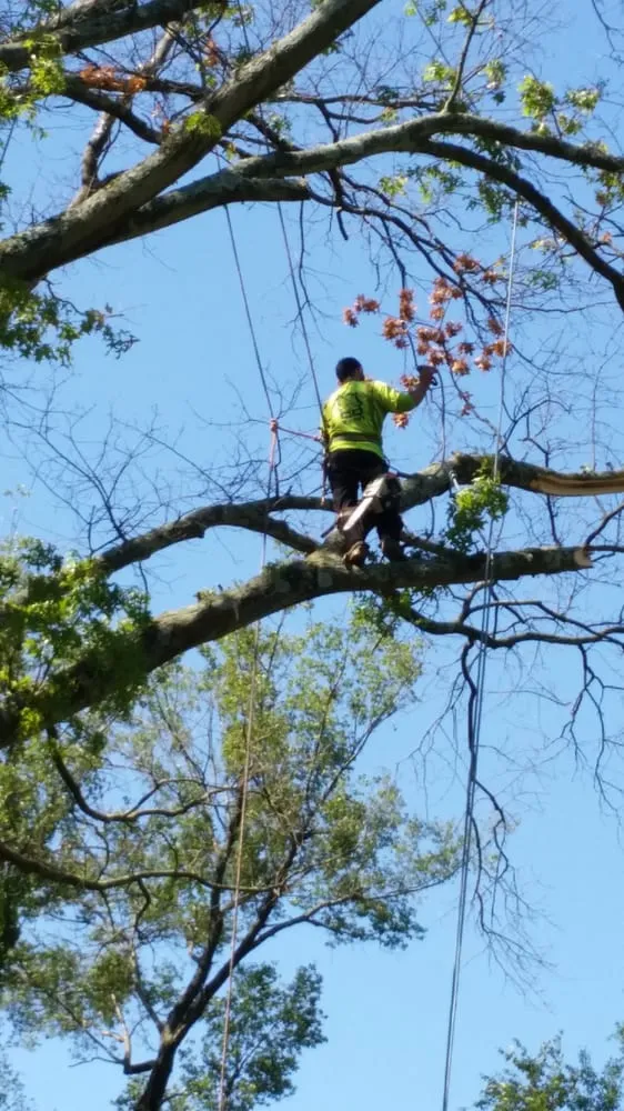 Trusted outdoor landscaping experts serving Taylorsville, KY - Steves Lawn and Tree Service