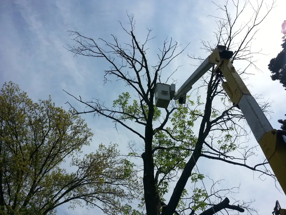 Professional outdoor landscaping in Taylorsville, KY - Steves Lawn and Tree Service