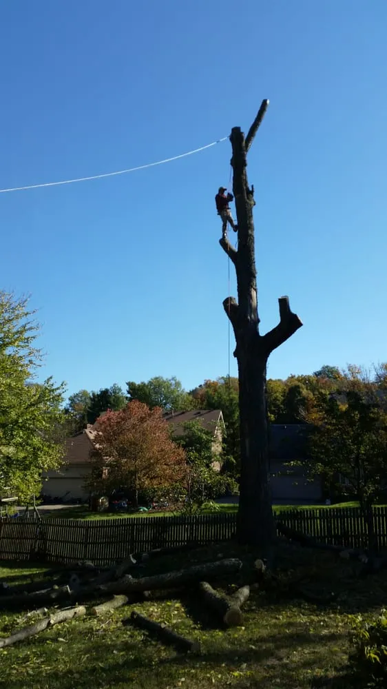 Local landscaping services for year-round maintenance in Taylorsville, KY by Steves Lawn and Tree Service