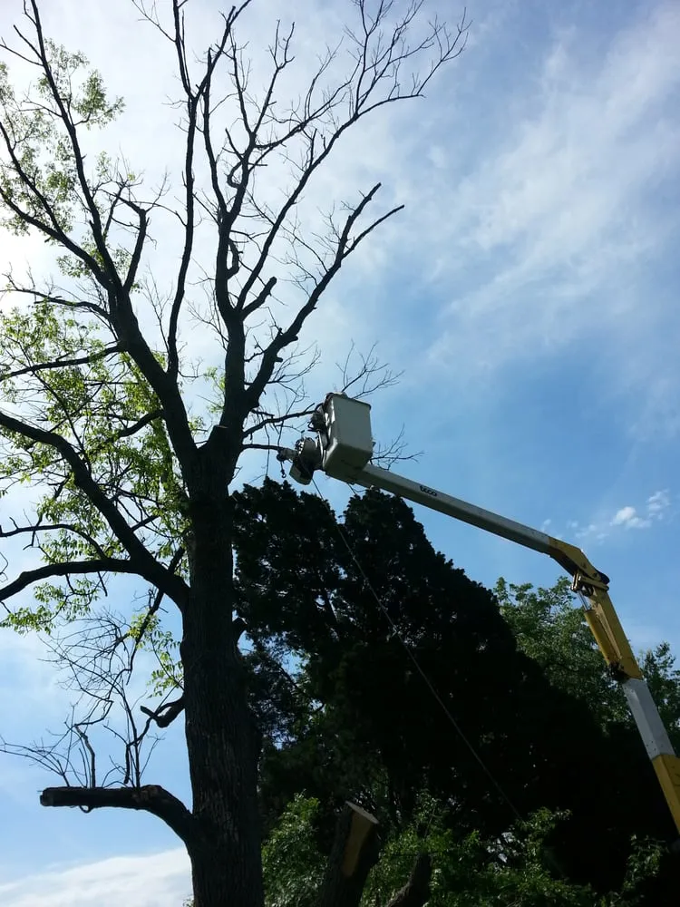 Local yard cleanup service in Taylorsville, KY by Steves Lawn and Tree Service