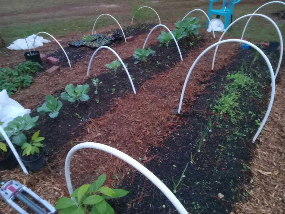 Reliable yard cleanup service for homes in Climax, GA by Steve's Lawn Service