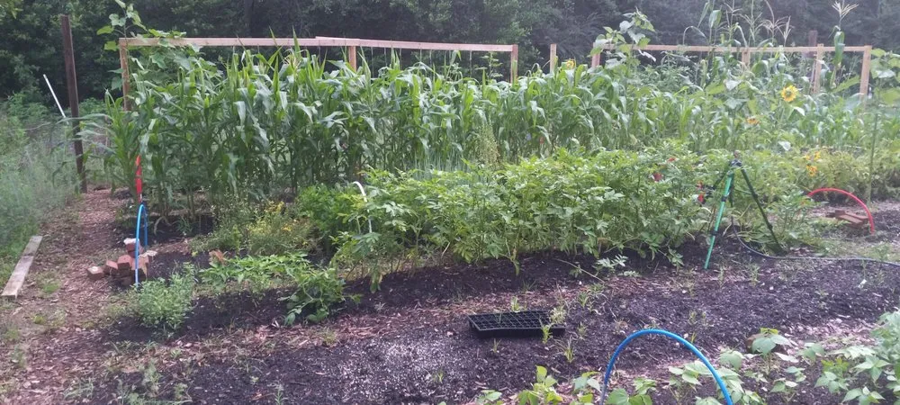 Reliable yard cleanup service in Climax, GA by Steve's Lawn Service