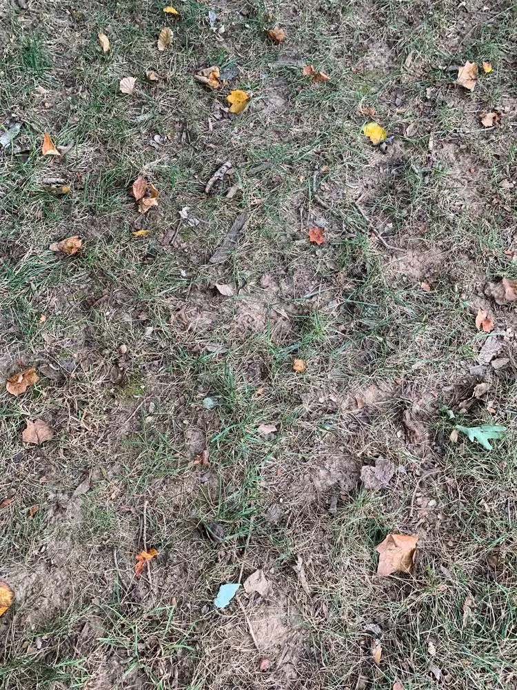 Expert landscape design for residential properties across Springfield, VA - Steve's Mowing