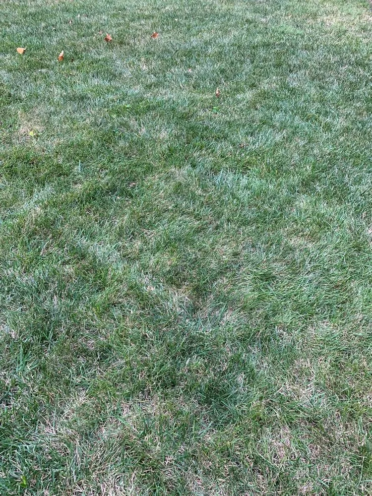 Reliable residential landscaping for homes across Springfield, VA - Steve's Mowing