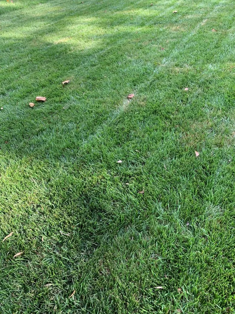 Affordable landscape design for outdoor upgrades in Springfield, VA by Steve's Mowing