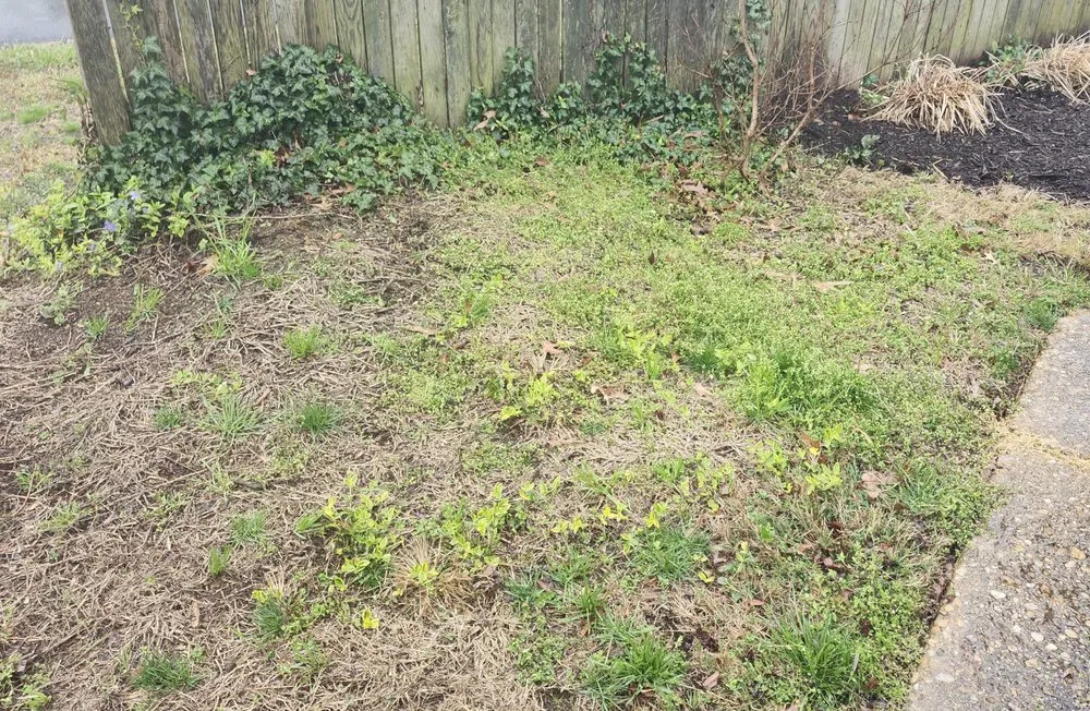 Trusted lawn mowing service for beautiful yards across Springfield, VA - Steve's Mowing