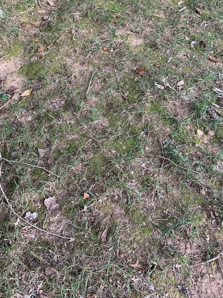 Custom yard maintenance experts serving Springfield, VA - Steve's Mowing