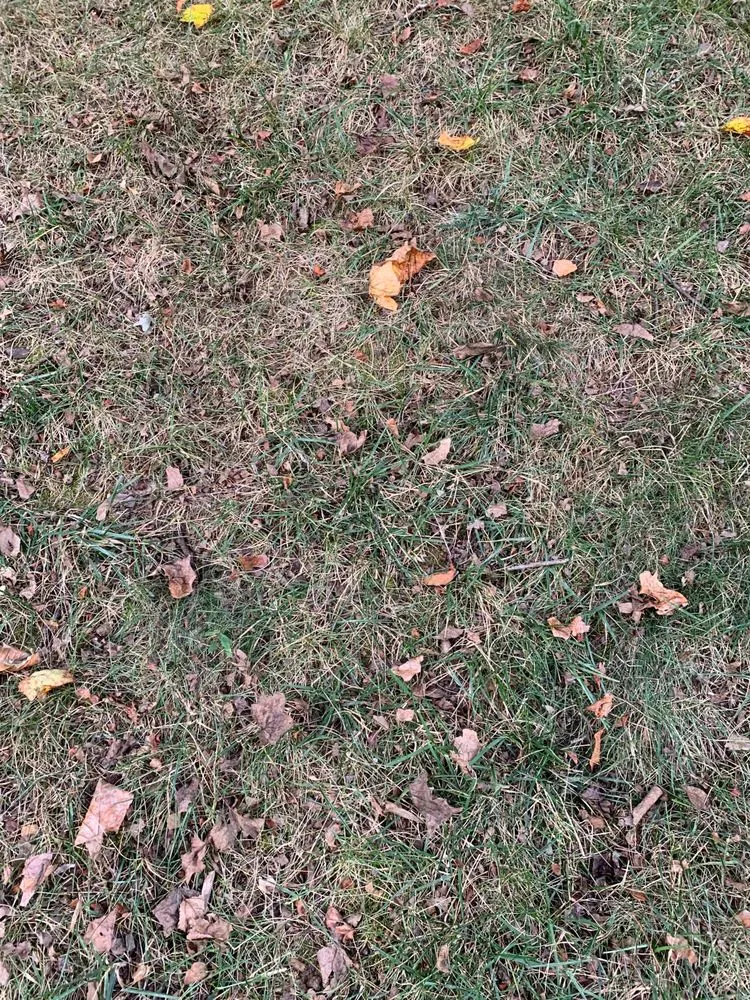 Trusted outdoor landscaping in Springfield, VA by Steve's Mowing