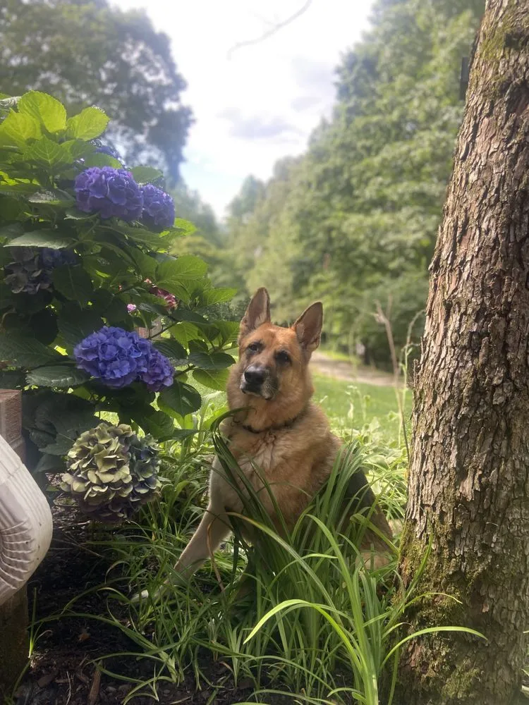 Affordable yard cleanup service for beautiful yards across Knoxville, TN - Steve's Scapes Landscaping