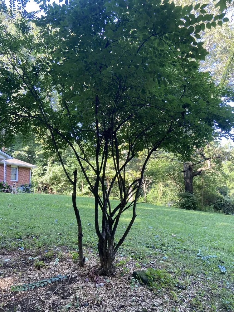 Top-rated yard cleanup service in Knoxville, TN by Steve's Scapes Landscaping