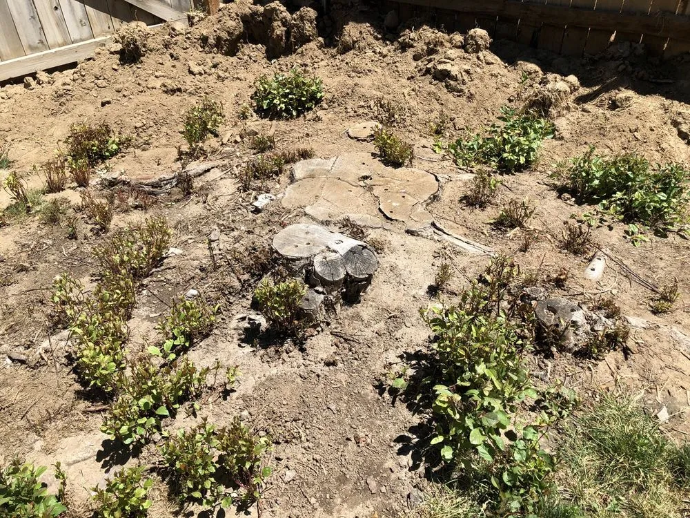 Trusted yard cleanup service in South Salt Lake, UT by Steve's Stump Grinding