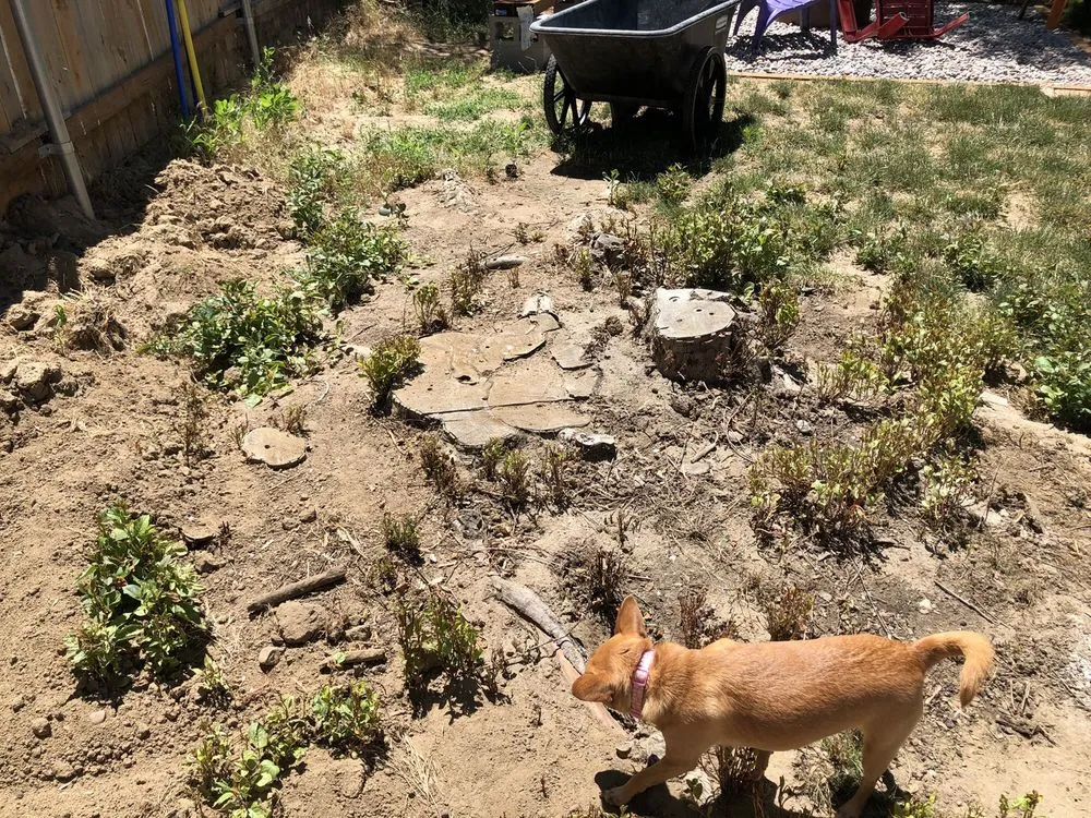 Expert lawn care service in South Salt Lake, UT by Steve's Stump Grinding